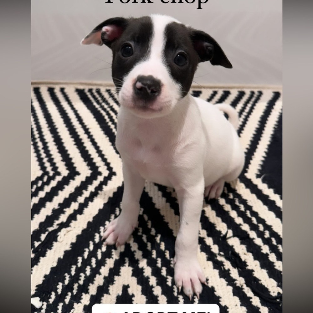 Meet your Posher, Pavithra